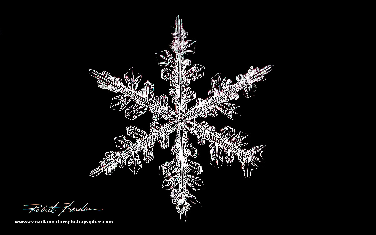 Snowflake photographed with the Canon MP65-E macro lens Robert Berdan ©