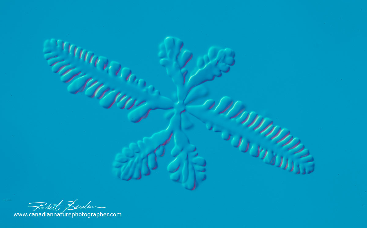 Sulfonic acid crystal in water air dried and viewed by Differential Interference Microscopy 400X Robert Berdan ©