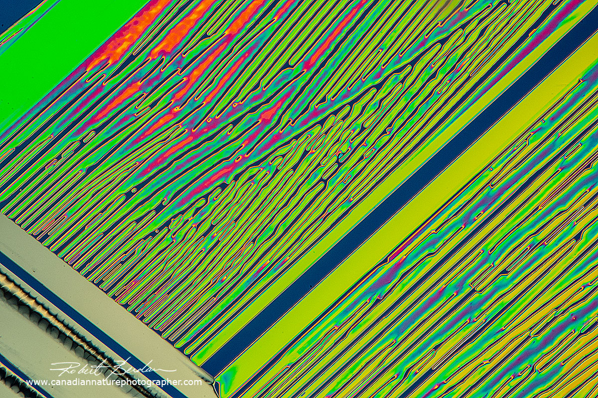 Urea crystals DIC microscopy Robert Berdan ©
