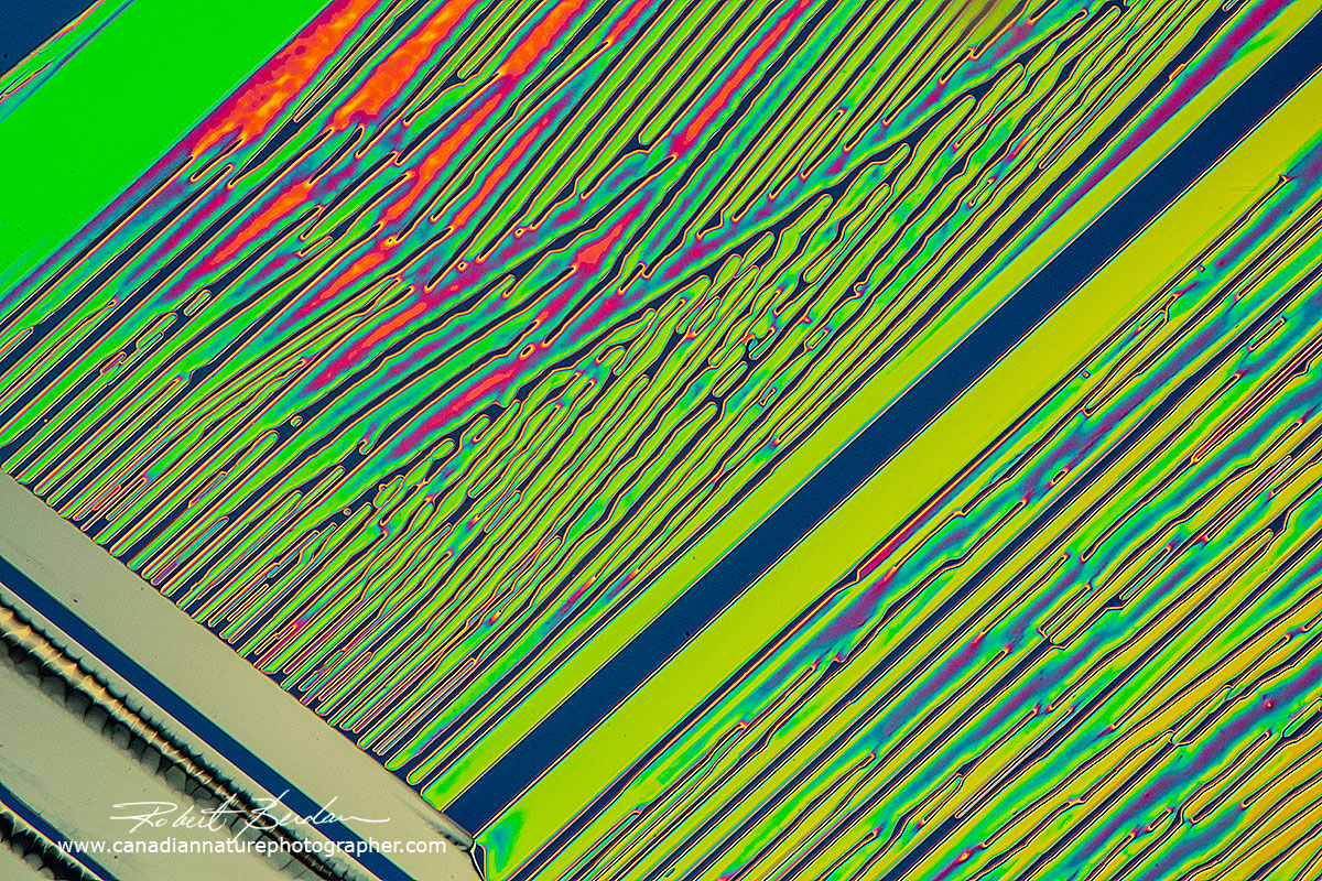 Urea crystals DIC microscopy Robert Berdan ©