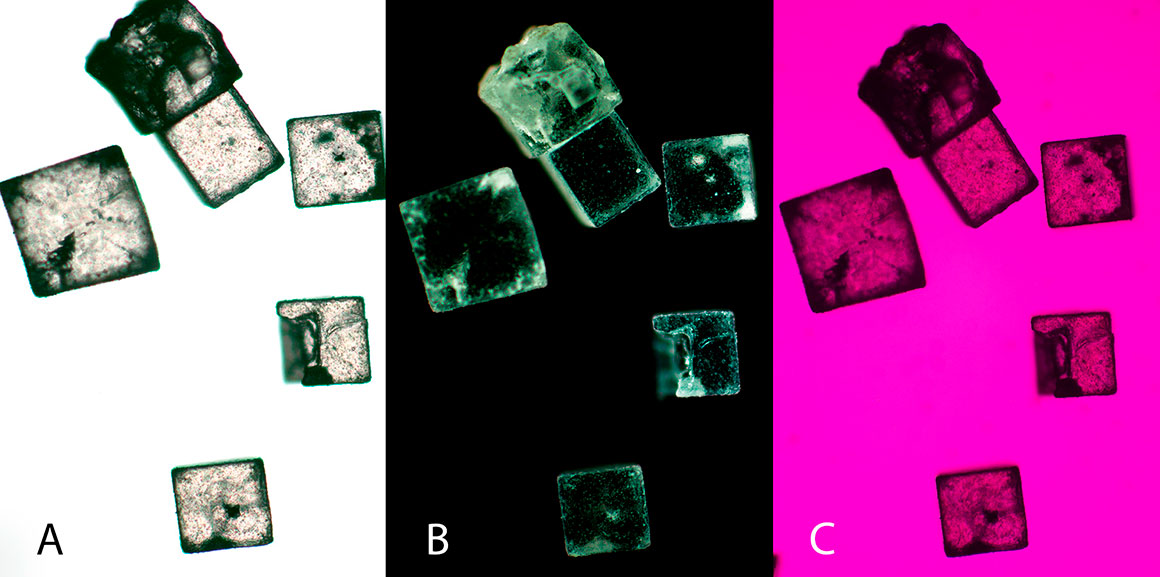 Salt crystals by bright-field microscopy, polarized microscopy and wiht poloarized light and a wave plate by R. Berdan ©