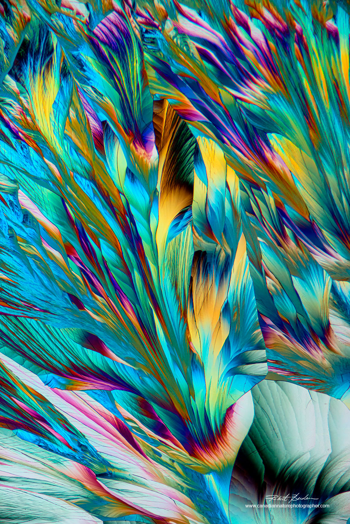 Alanine and Glutamine crystals resemble flowers when viewed with polarized light and wave plate. 40X  by R. Berdan ©