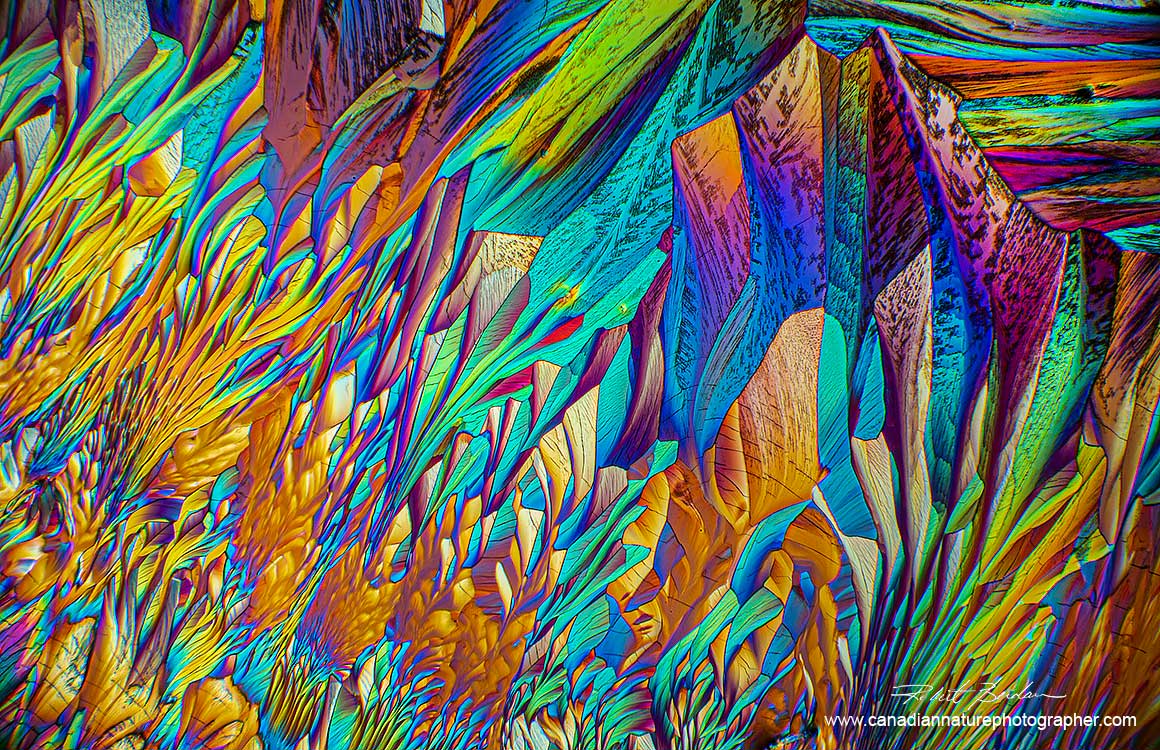 Alanine and Glutamine crystals by polarized light microscopy Robert Berdan ©
