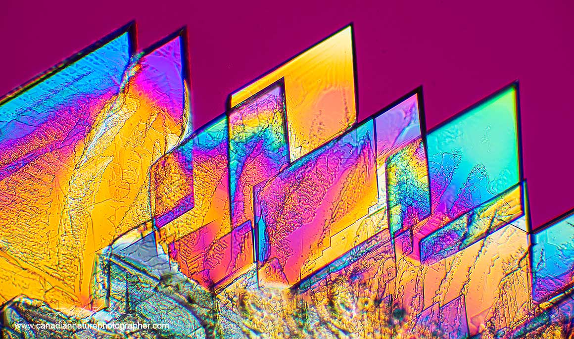 Alanine and Glutamine  crystals in polarized light by Robert Berdan ©