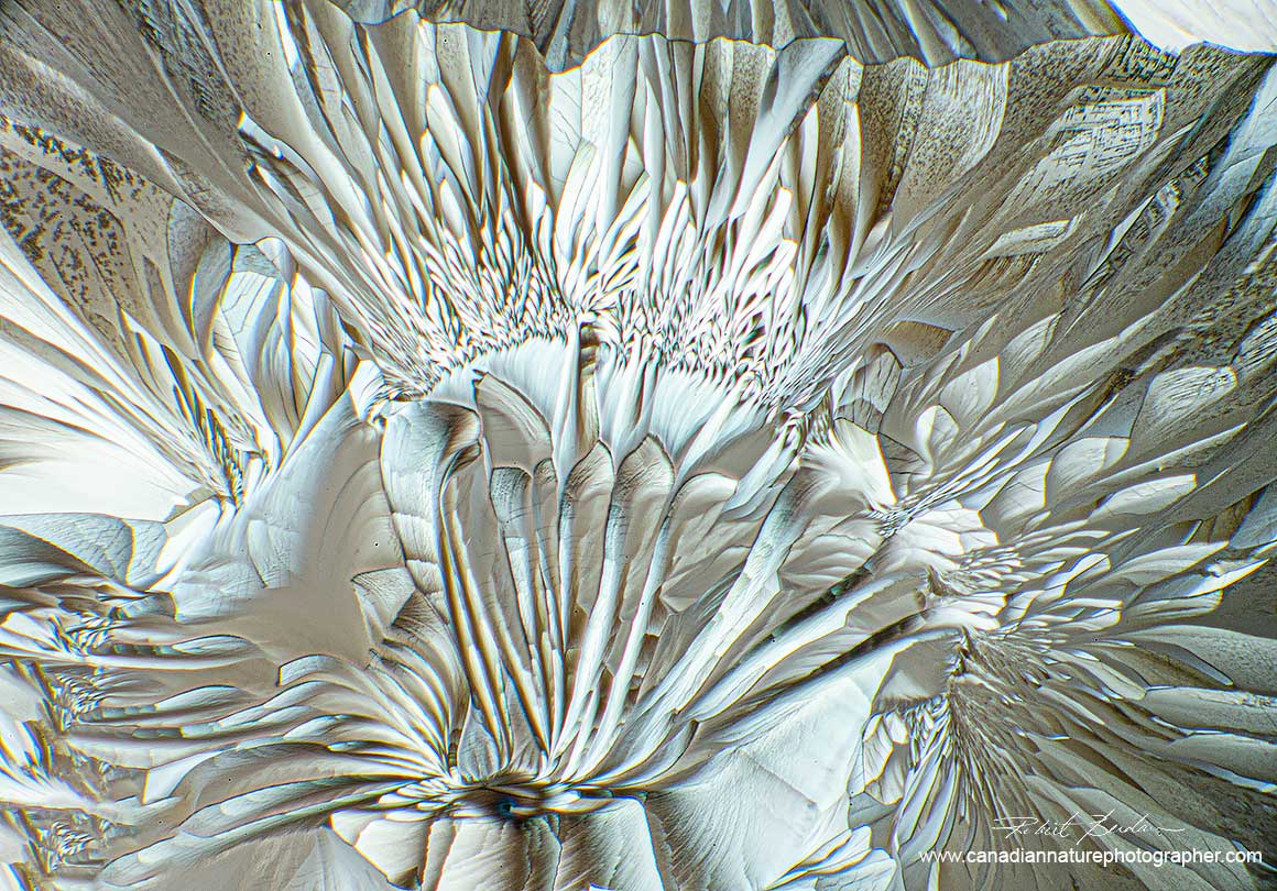 Amino acid Alanine and Glutamine turn white when I rotated the polarizers  by Robert Berdan ©