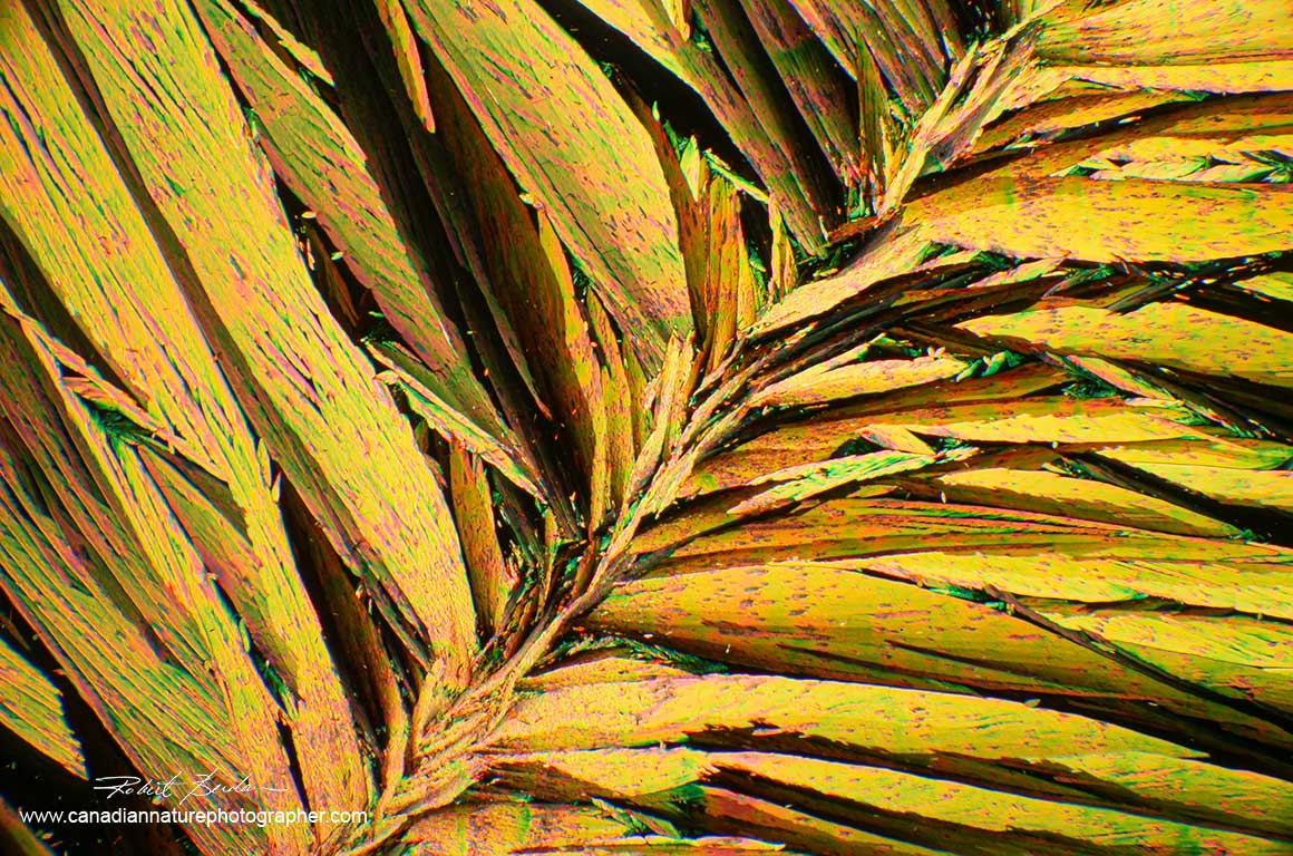 Crystals of Alanine and Glutamine in Ethanol and water, 40X Polarized light microscopy with a full wave plate Robert Berdan ©