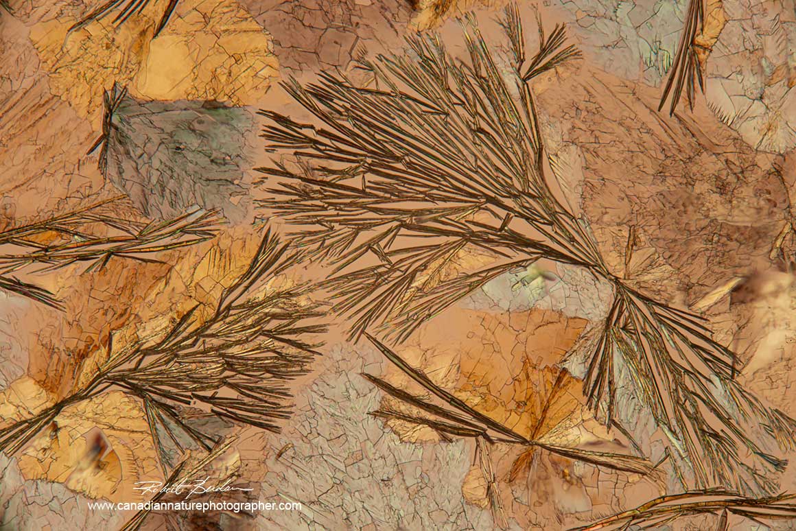 Crystals of Alanine and Glutamine in Ethanol and water, 40X Polarized light microscopy with a full wave plate. Robert Berdan ©