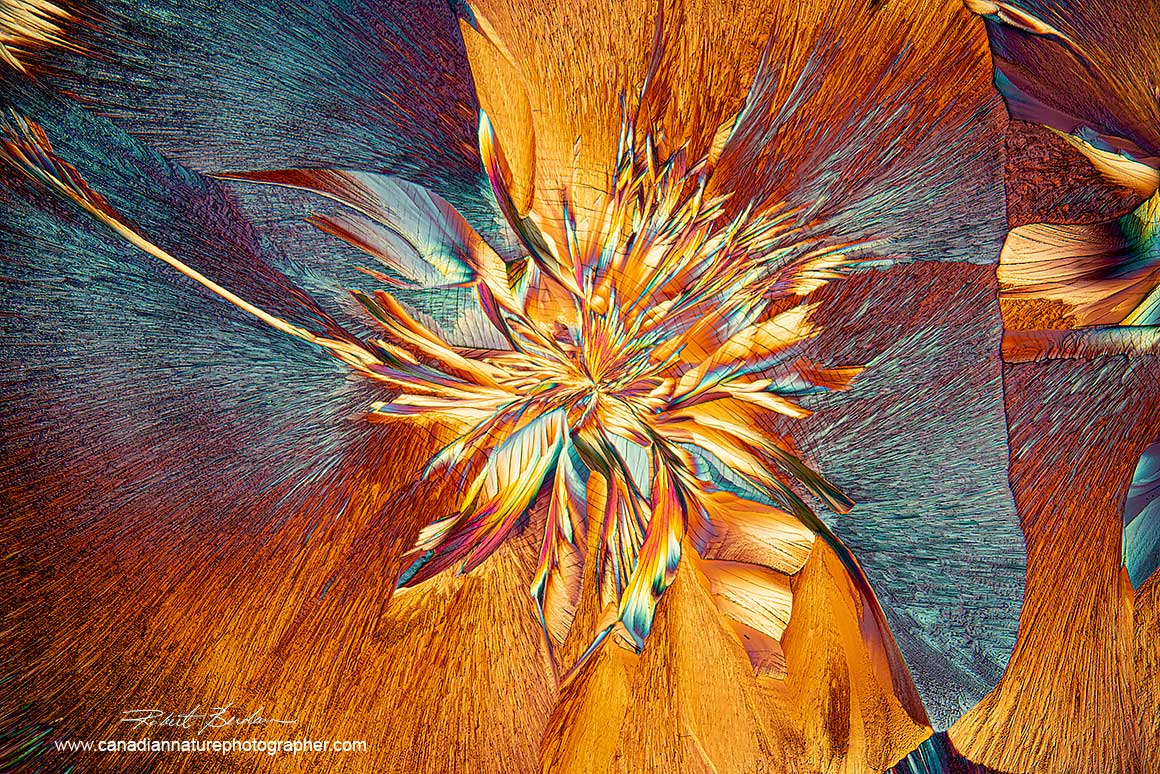 Alanine and Glutamine flower-like pattern 40X Polarized light and a wave plate Robert Berdan 