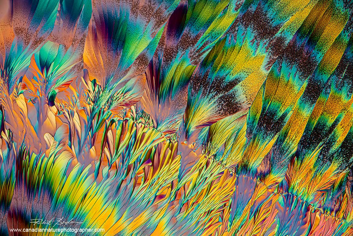 Crystals of Alanine and Glutamine in Ethanol and water, 40X Polarized light microscopy with a full wave plate. Robert Berdan ©