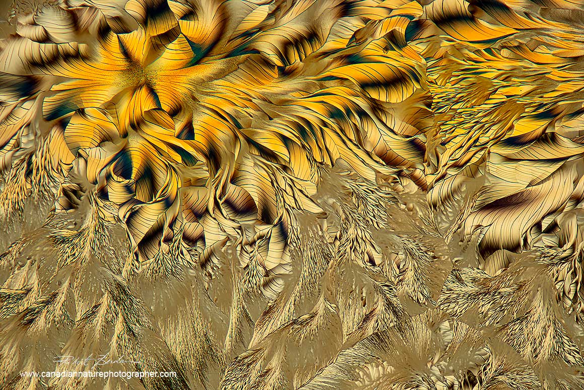 Golden flower abstract - Alanine and Glutamine 40X polarizing microscope with wave plate by Robert Berdan ©