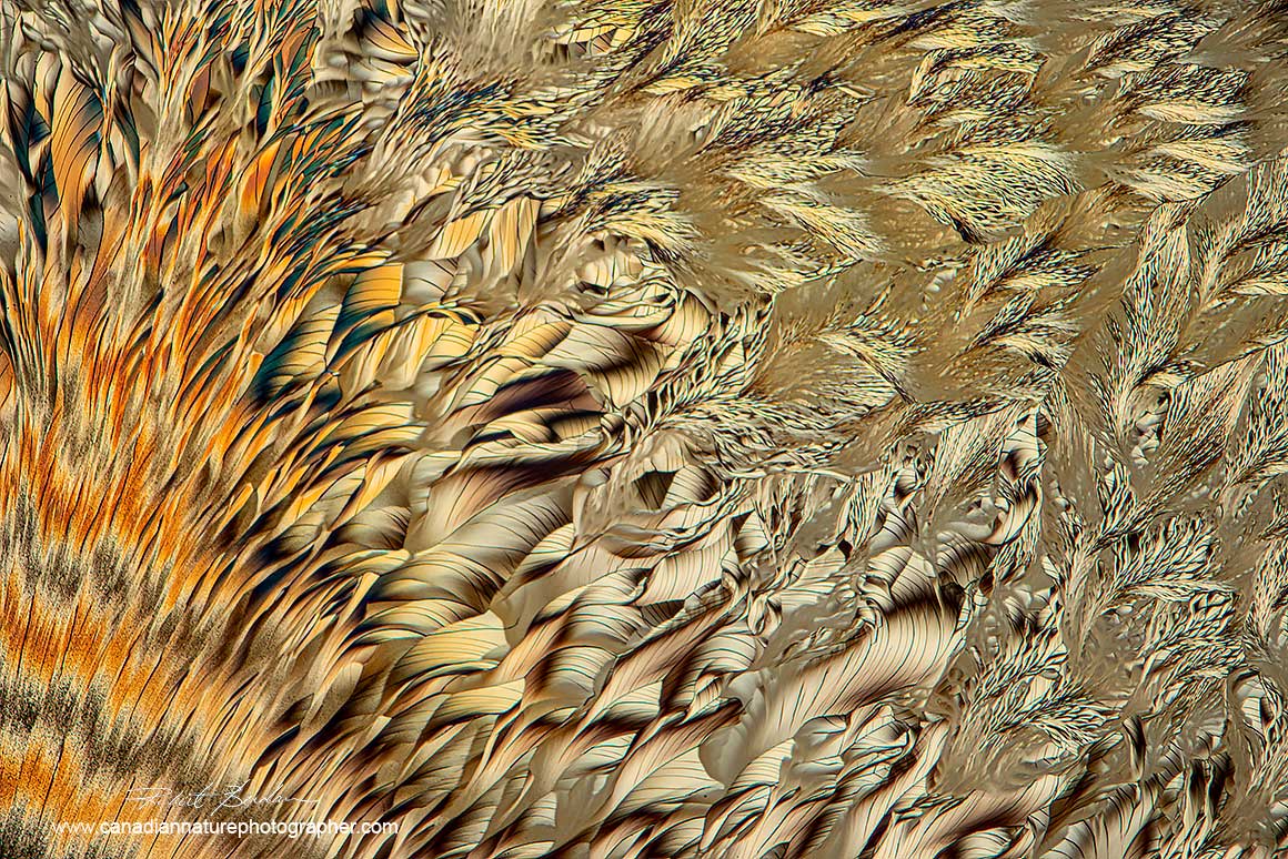 Crystals of Alanine and Glutamine in Ethanol and water, 40X Polarized light microscopy with a full wave plate. Robert Berdan ©