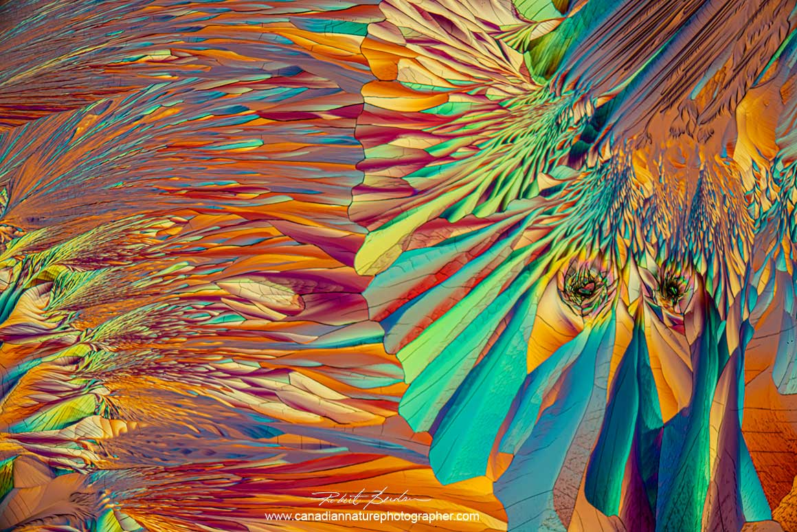 Crystals of Alanine and Glutamine in Ethanol and water, 40X Polarized light microscopy with a full wave plate. Robert Berdan ©