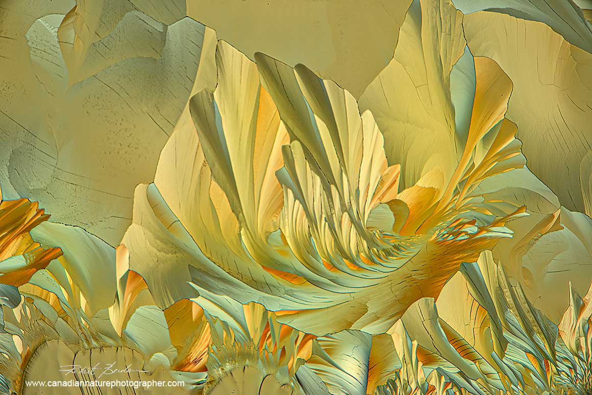 Amino acids Alanine and Glutamine by polarized light microscopy Robert Berdan ©