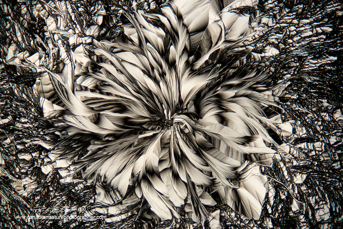 Alanine and Glutamine viewed through the microscope using only polarizers by Robert Berdan ©