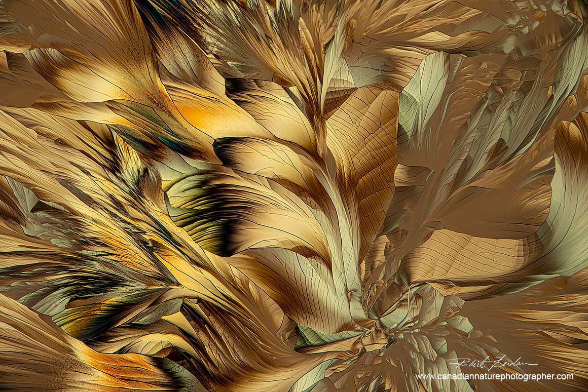 Crystals of Alanine and Glutamine in Ethanol and water, 40X Polarized light microscopy with a full wave plate. Robert Berdan ©