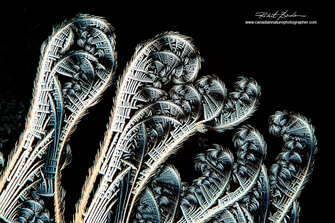 Broadacid by polarized light microscopy 100X - reminds me of fiddleheads on ferns Robert Berdan ©