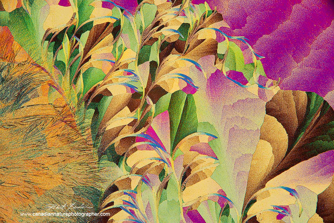 Lactic acid and Salicyclic acid polarized light microscopy with wave plate 100X abstract art Robert Berdan ©