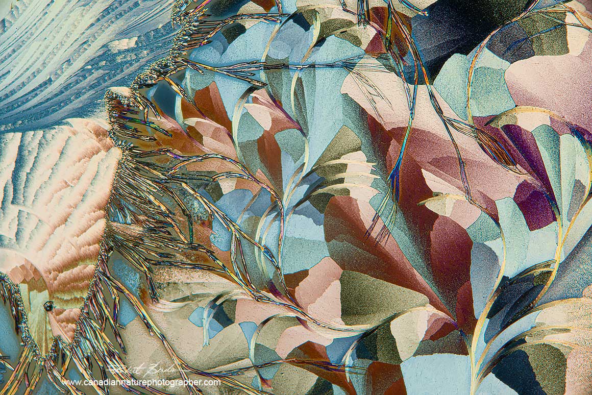 actic acid and Salicyclic acid polarized light microscopy with wave plate 100X  Robert Berdan ©