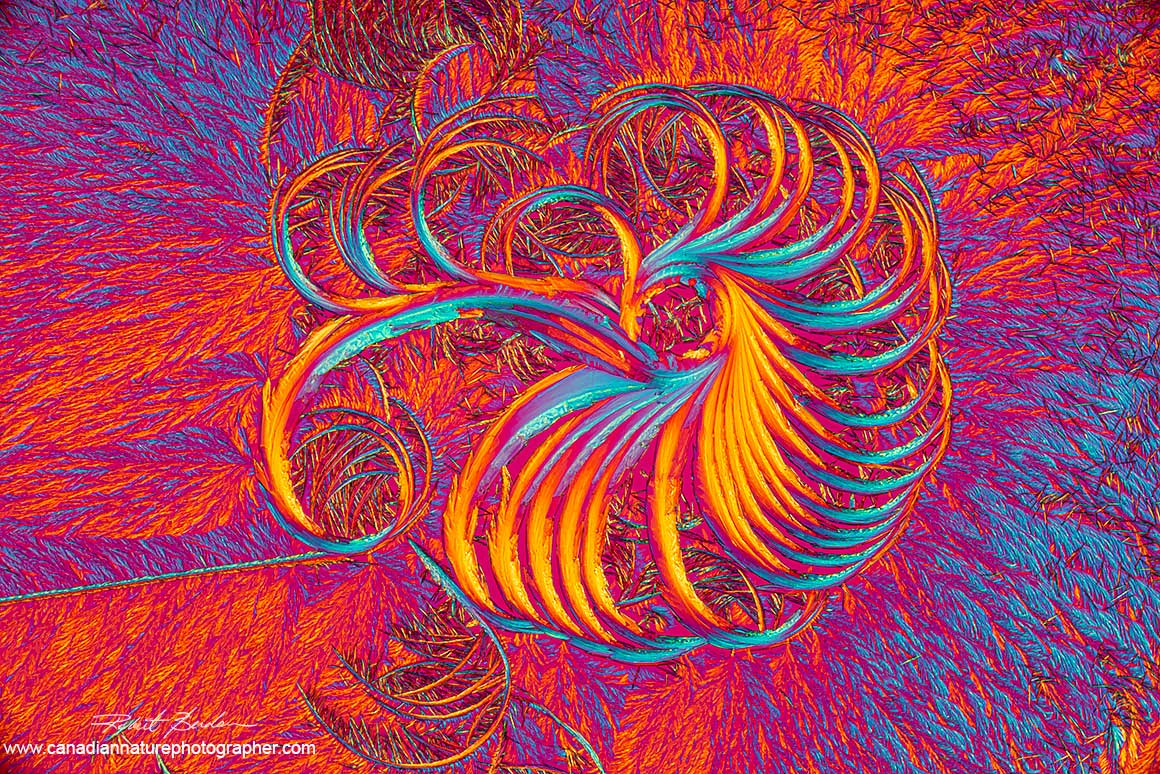 Lactic acid and Salicyclic acid polarized light microscopy with wave plate 100X Robert Berdan ©