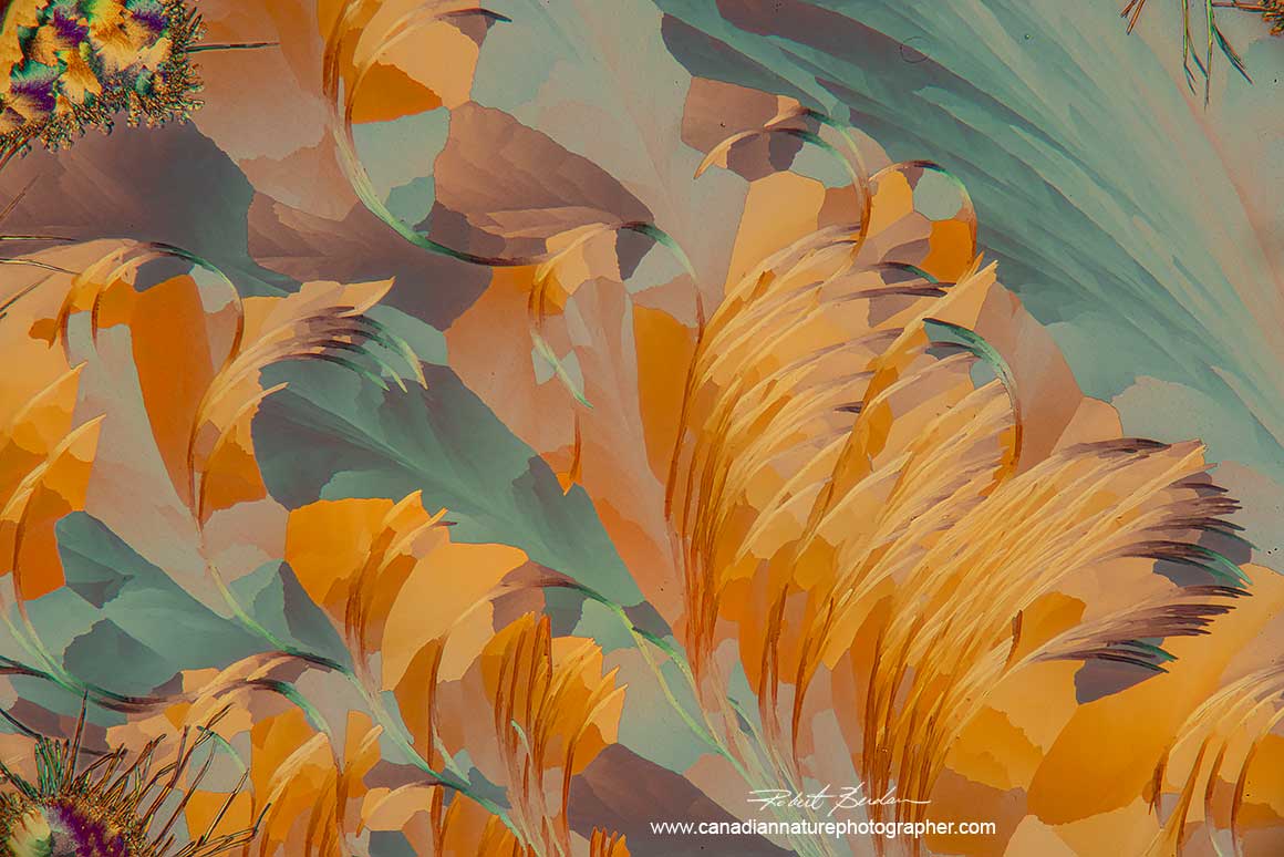 Lactic acid and Salicyclic acid polarized light microscopy with wave plate 100X Robert Berdan ©