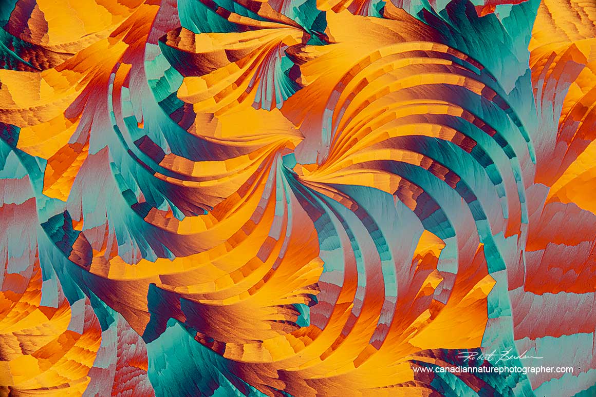 Lactic acid and Salicyclic acid polarized light microscopy with wave plate 100X Robert Berdan ©