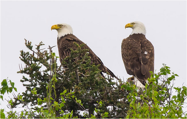 Bald eagles in tree by Dale Mierau ©