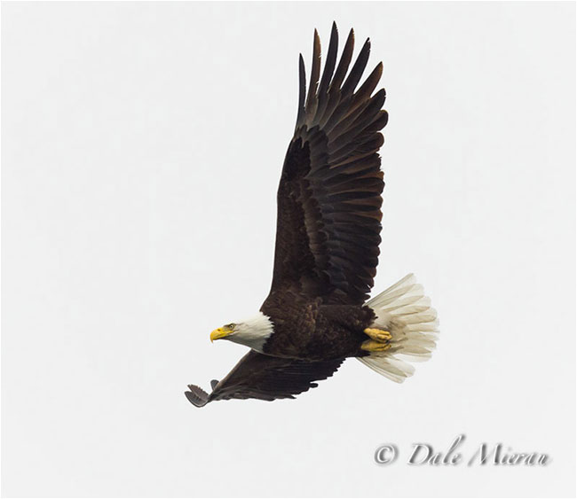 Bald eagle in flight by Dale Mierau ©