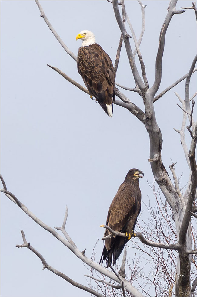 Adult and immature bald eagles by Dale Mierau ©