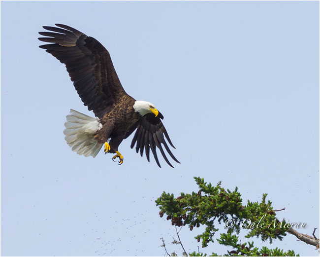 Eagle landing by Dr. Dale Mierau ©