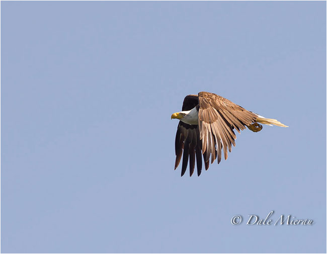 Eagle in Flight by Dr. Dale Mierau ©