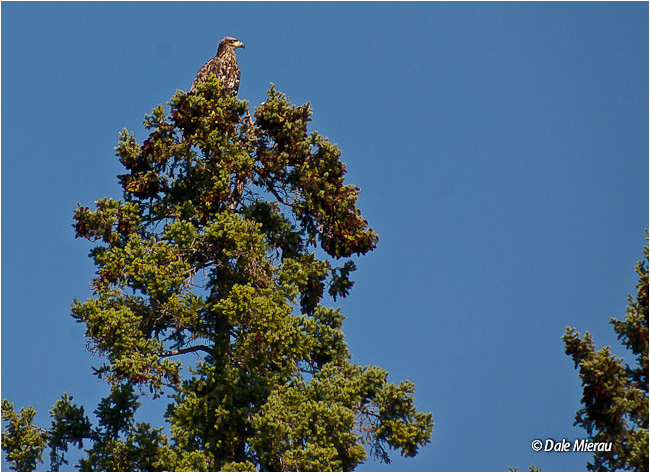Eagle at top of Tree by Dale Mierau ©