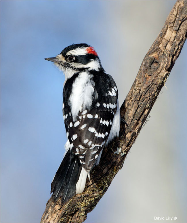 Downy Woodpecker by Dave Lilly ©
