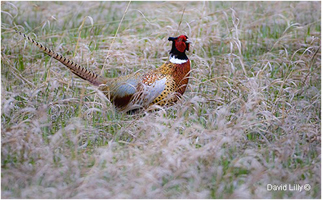 Ring-necked Pheasant in grass by David Lilly ©