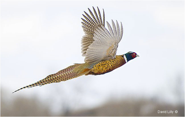 Ring-necked pheasant in flight by David Lilly ©