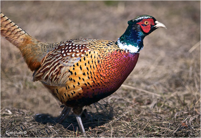 Ring-necked Pheasant by David Lilly ©