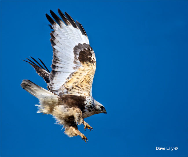 Rough-legged Hawk by Dave Lilly 