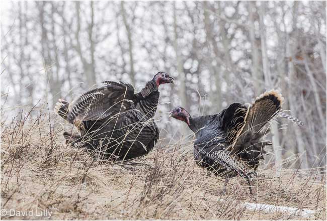 Wild Turkey Alberta by Dave Lilly ©