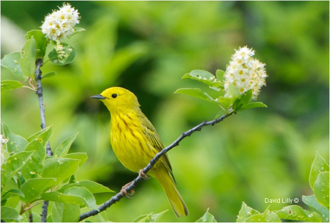 Yellow Warbler by David Lilly ©