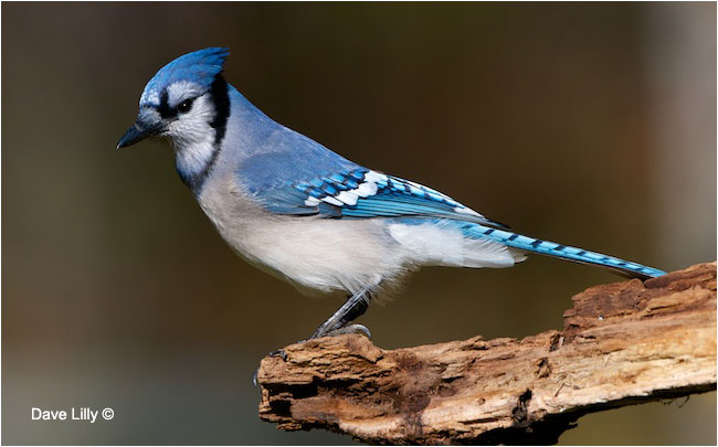 Blue Jay by Dave Lilly ©
