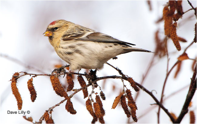 Common Redpoll by Dave Lilly ©