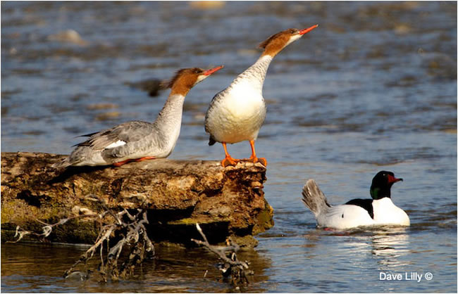Common Mergansers by Dave Lilly ©