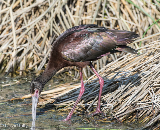 White-faced Ibis by David Lilly ©