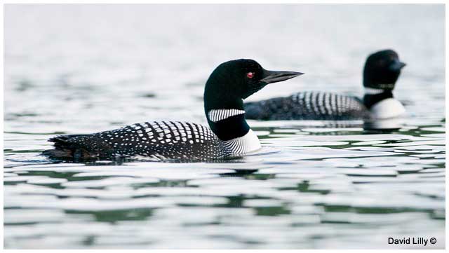 Common loons by David Lilly ©