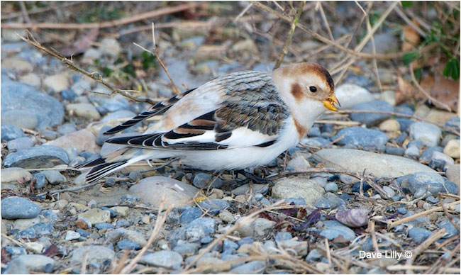 Snowbunting by Dave Lilly ©