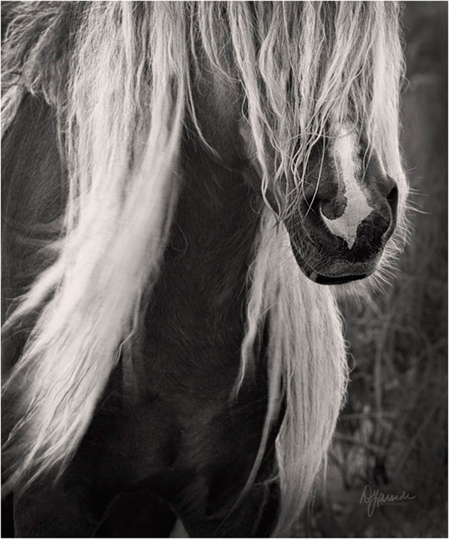 Plantinum  horse by Deb Garside ©