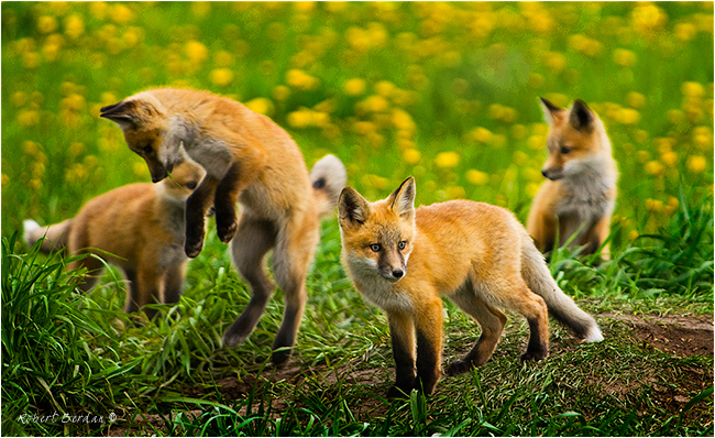 Baby foxes by Robert Berdan ©