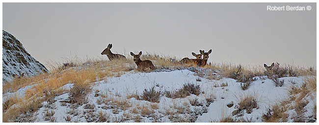 Mule deer in winter by Robert Berdan ©