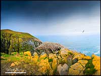 Cape St. Mary's Panorama Newfoundland by Robert Berdan