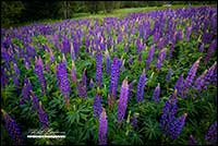 Purple Lupines New Brunswick by Robert Berdan