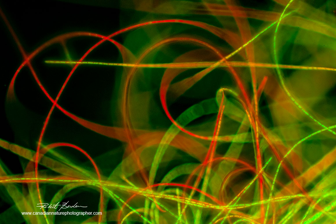 Filamentous cyano-bacteria (Phormidium sp?) stained with Acridine orange 200X fluorescence microscopy Robert Berdan ©